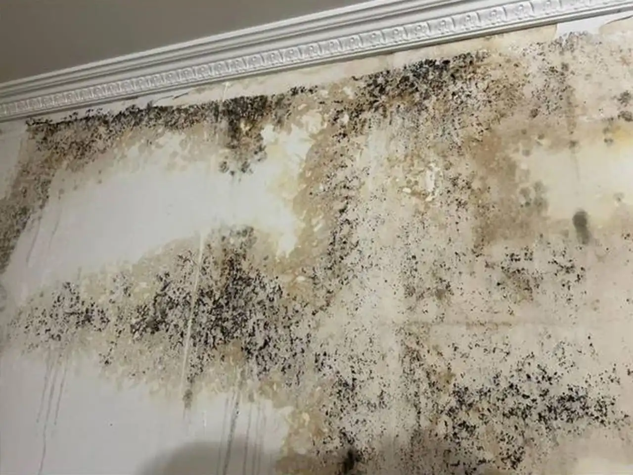 Плесень на стенах